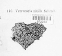 Image of Pyrenula nitida